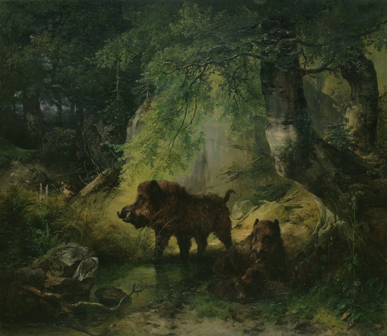Cinghiale e Lupo